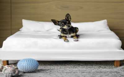 Servicio de lujo para tu mascotas