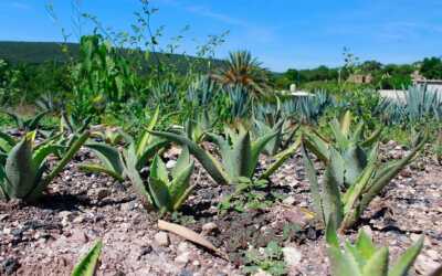 Promueve Puebla ruta del mezcal