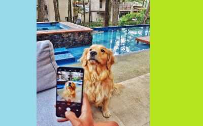 vivo Y53s y vivo Y33 llegan a México