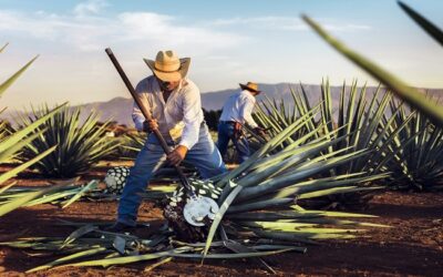 Para un San Valentín Inolvidable en Tequila, Jalisco